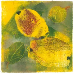 "Quitten 2" Kunstdruck
